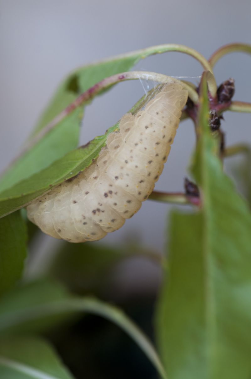 Bruco mai visto - Iphiclides podalirius